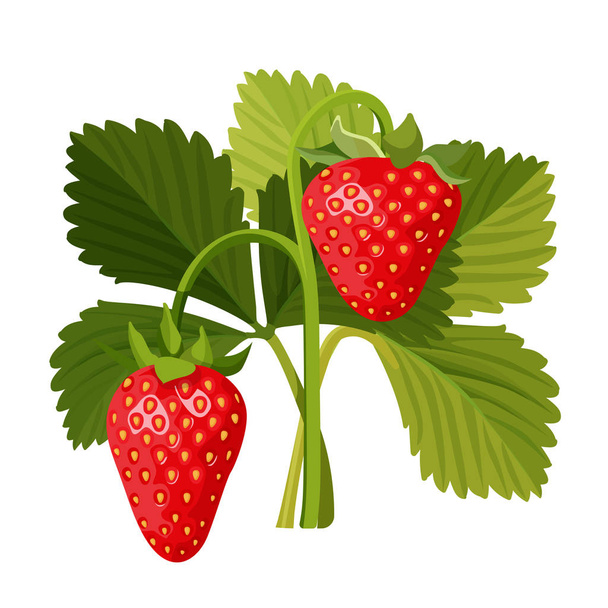 Strawberry with green leaves isolated on white background. - Vecteur, image