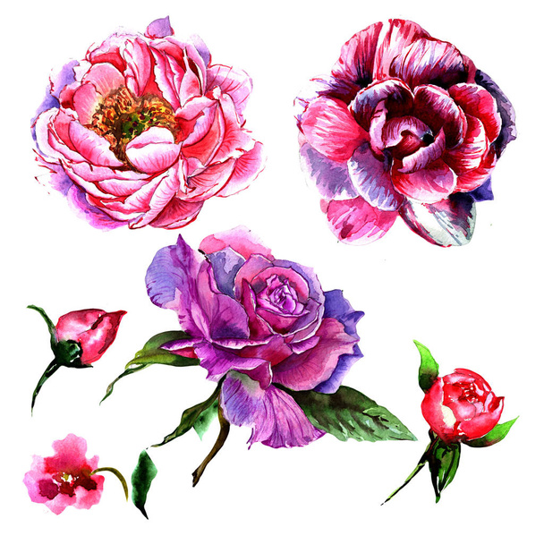 Wildflower peony flower in a watercolor style isolated. - 写真・画像