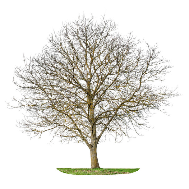 Tree silhouette isolated white background - Foto, imagen