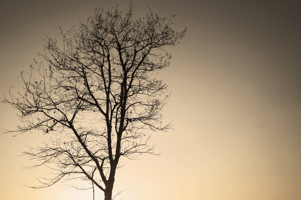 夕方の空で一人で立っているツリー スタンド - 写真・画像