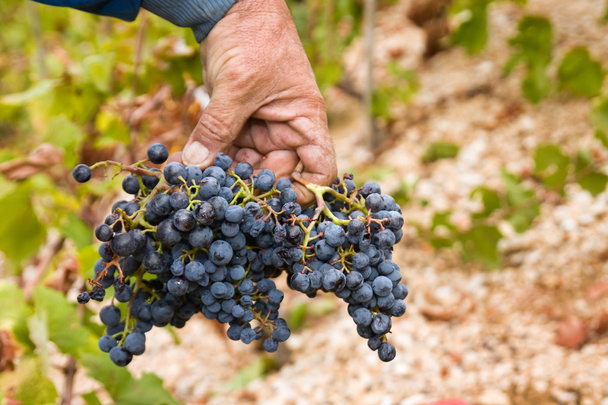 Фермер держит виноград
 - Фото, изображение
