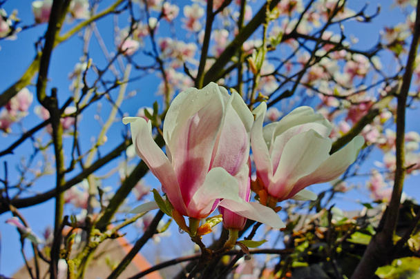 Lente bloesem roze Magnolia stellata met grote bloemen  - Foto, afbeelding