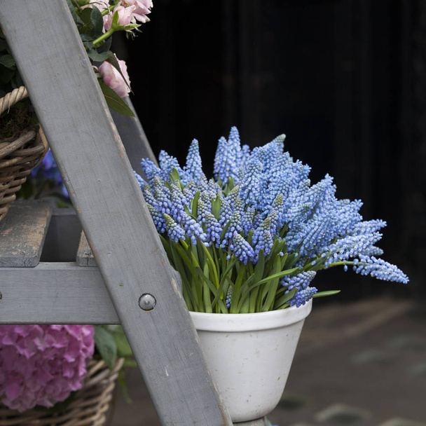 Blue muscari on the stairs for sale near the flower shop - Zdjęcie, obraz