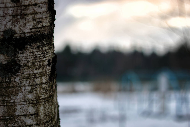 Zimní strom břízy - Fotografie, Obrázek