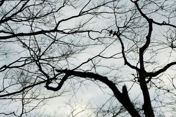 Черные ветви на небе белые
 - Фото, изображение