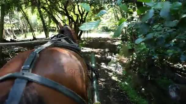 Carriage Ride, Chile - Footage, Video