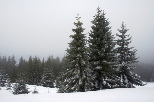 Zasněžené smrky v Karpatských horách - Fotografie, Obrázek