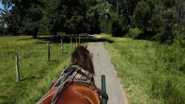 Carriage Ride, Chile - Footage, Video