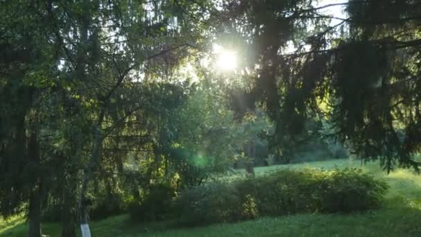 Tracking shot in een dikke bos. Zon glimmende via boom. Bos met zonnestralen schijnt. Zon stralen licht schijnt door de bomen en takken van bladverliezende wouden. - Video