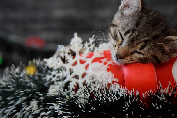 かわいい子猫は、正月飾りの中で眠っています。 - 写真・画像