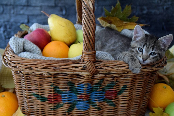 Śpiący kotek w kosz z owocami - Zdjęcie, obraz
