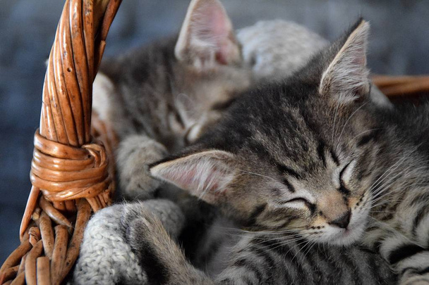 deux chatons dormant dans un panier en osier
 - Photo, image