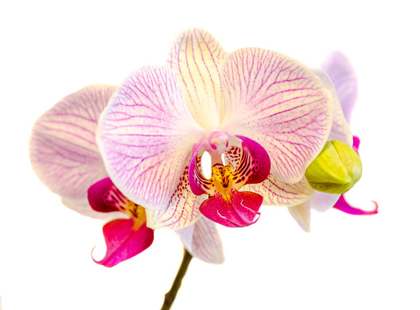 Flores de orquídea rosa com manchas vermelhas
 - Foto, Imagem