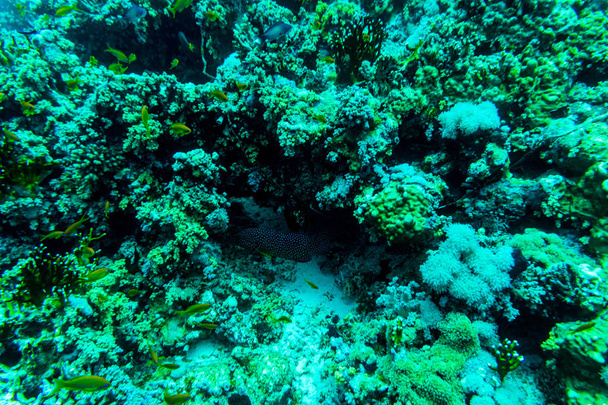 A tenger alatt víz jellegét, a korall reaf és a halak. Tengeri növény- és állatvilág. - Fotó, kép