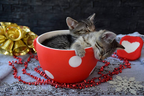クリスマスの雰囲気で眠そうな子猫 - 写真・画像