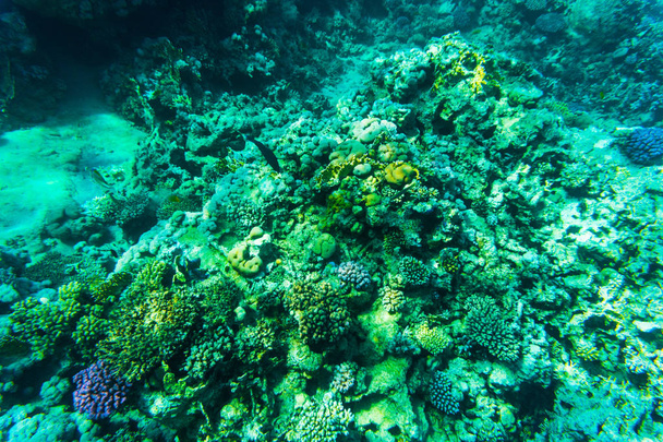 A reaf, a vörös-tengeri korall halacskák - Fotó, kép