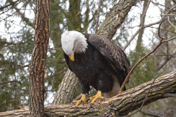 A Bald Eagle - Photo, Image