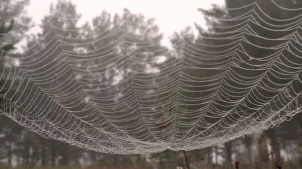 Groot spinnenweb in druppels dauw tegen de achtergrond van een bos van Misty - Video