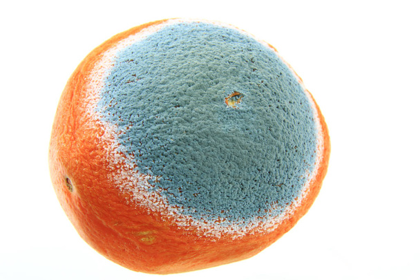 Forma na pomarańczy - Zdjęcie, obraz