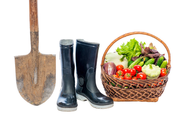 Shovel, rubber boots and basket with a crop of vegetables on a w - Foto, imagen