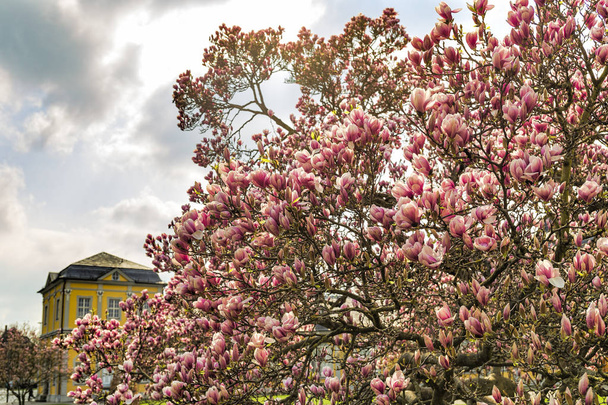 een grote magnoliaboom in bloei - Foto, afbeelding