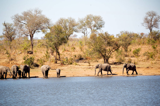  en Afrique du Sud éléphant sauvage
 - Photo, image
