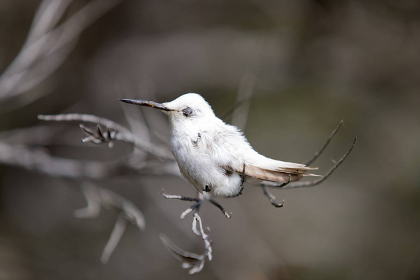 Rara Leucista Anna 's Hummingbird (Calypte anna) empoleirado em um ramo
. - Foto, Imagem