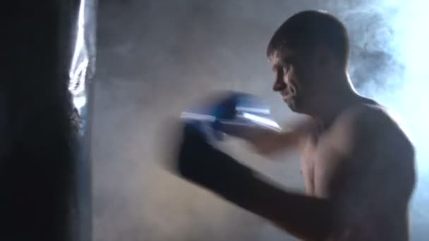 Boxer beats boxer pear - Materiał filmowy, wideo