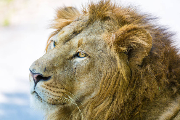 Aasian leijona kansallispuistossa Intiassa. Näitä kansallisaarteita suojellaan nyt, mutta kaupunkien kasvun vuoksi ne eivät koskaan pysty vaeltamaan Intiassa entiseen tapaan.
.  - Valokuva, kuva