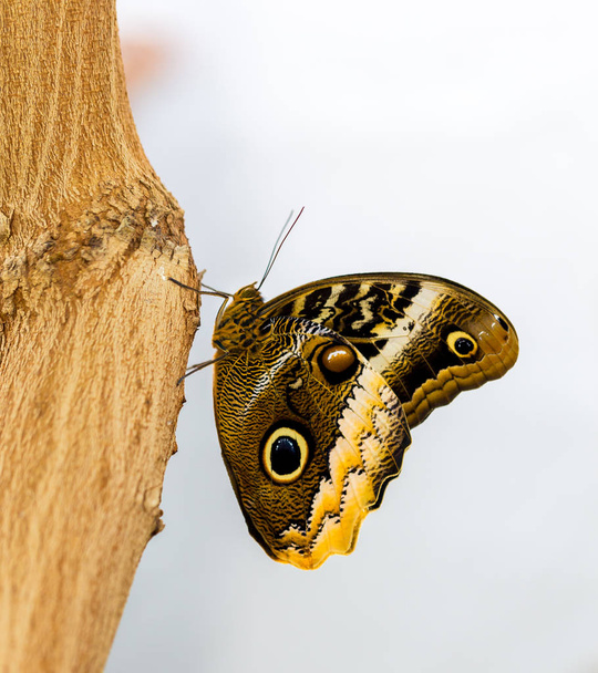Голубая Морфо Бабочка отдыхает. Здесь вы можете увидеть узор наружного крыла круглых колец или глаз, которые иногда путают его с бабочкой-совой.
. - Фото, изображение