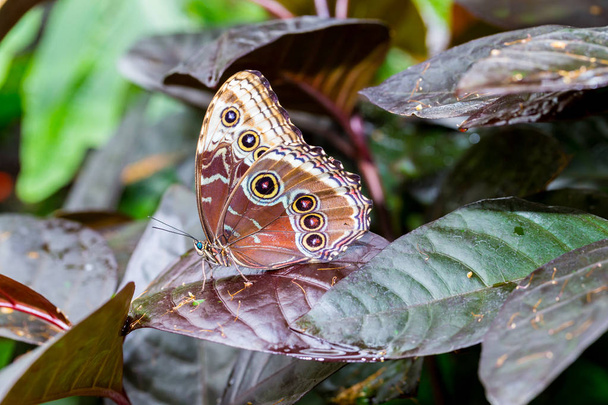 Blauwe Morpho vlinder. - Foto, afbeelding