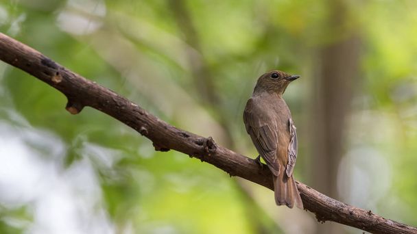 Bird (Blue-and-white Flycatcher) on a tree - Photo, Image