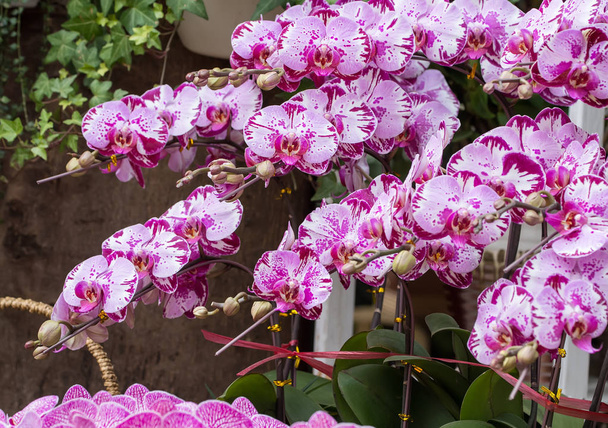 плямисті орхідеї квіти фаленопсис
 - Фото, зображення