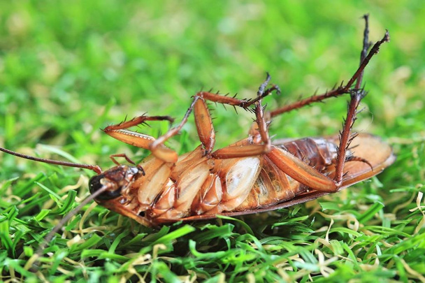 gedroogde kakkerlakken op groen gras - Foto, afbeelding