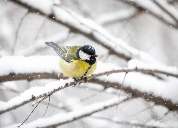 Great tit at winter forest - Foto, immagini