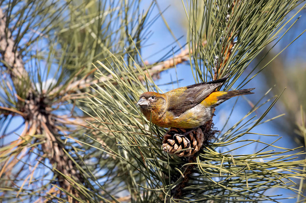 Crossbill at the pine tree - Photo, image