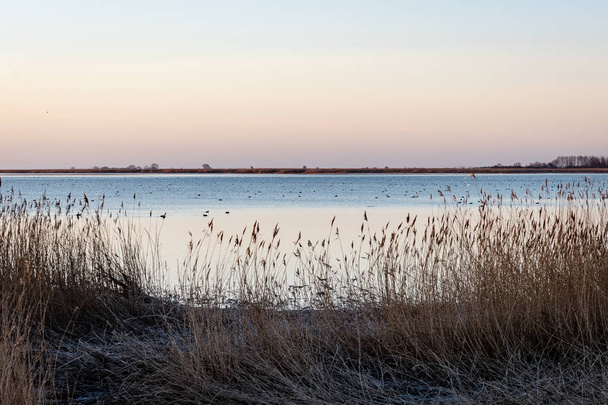 ptáci hnízdící v jezeře v sunrise - Fotografie, Obrázek