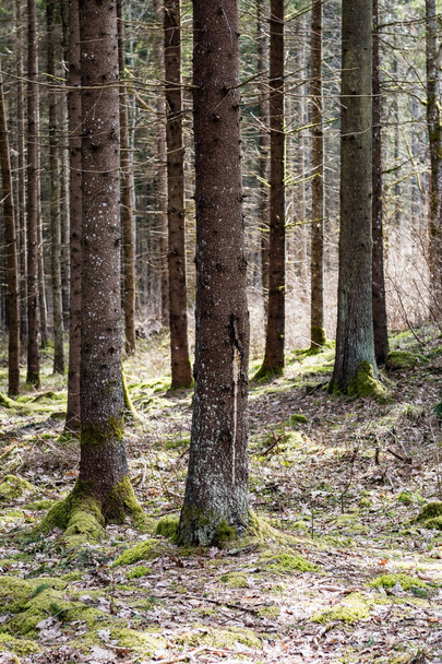παλαιό δάσος με βρύα καλύπτονται τα δέντρα και τις ακτίνες του ήλιου - Φωτογραφία, εικόνα