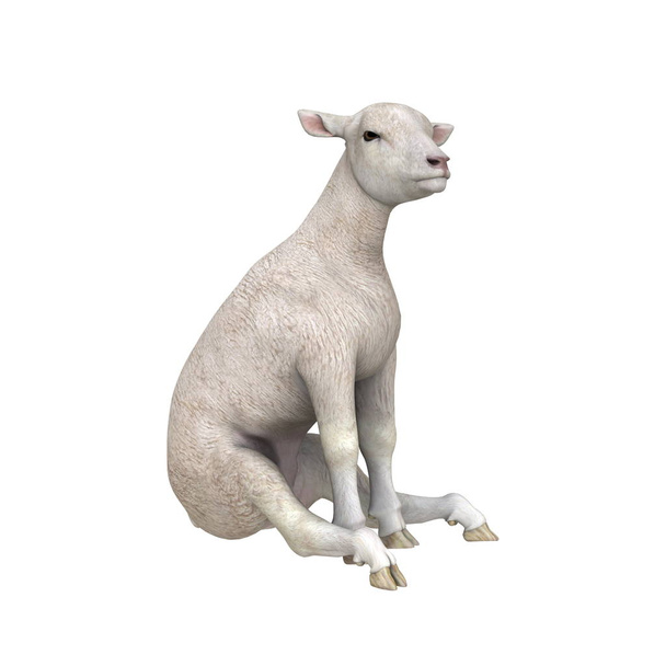 3D CG renderização de uma ovelha
 - Foto, Imagem