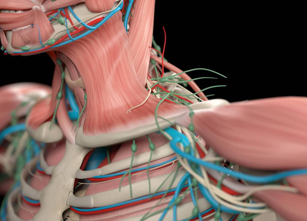 Modelo de anatomía del hombro humano
 - Foto, imagen