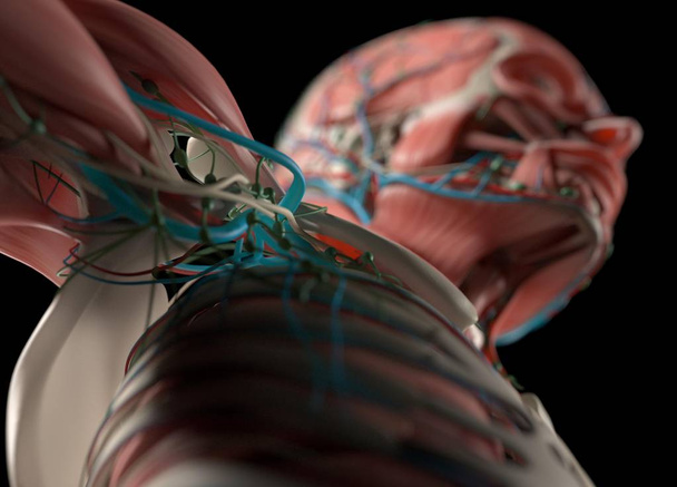 Модель анатомии плеч человека
 - Фото, изображение