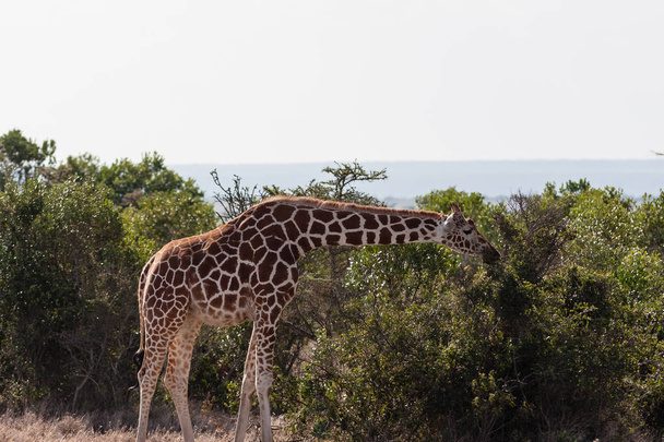 Reticulated giraffe among a tree. Masai Mara, Africa - Photo, Image