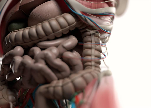 Модель анатомии кишок человека
 - Фото, изображение