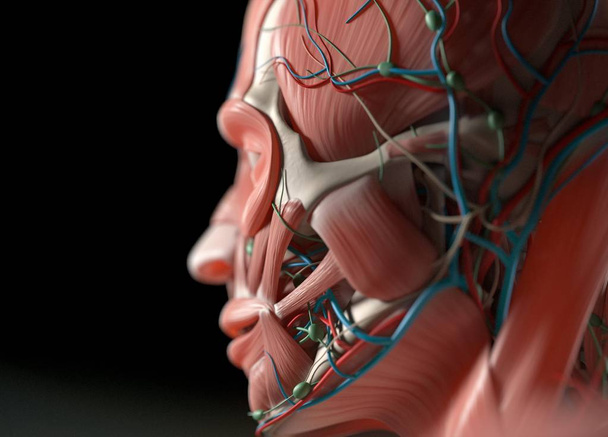 Human vascular system anatomy model - Photo, Image
