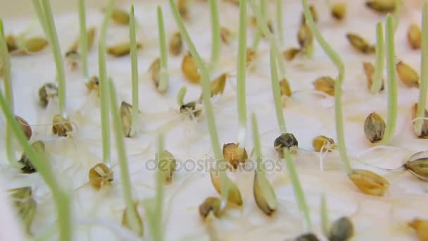 Sowing Wheat Crop. Wheat Green Seeds, a Raw Food Diet. Healthy Vegetarian Food concept: Germination of Wheat at home, Growing and Agriculture. Spring landing. - Footage, Video