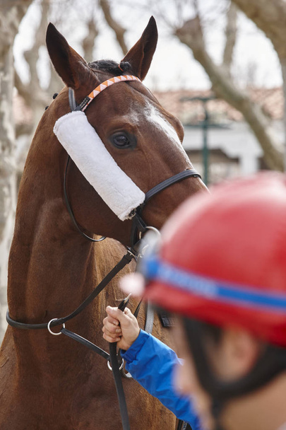 Race horse head and jockey ready to run. Paddock area.  - Photo, Image