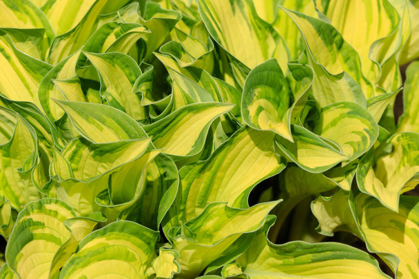 весенние зеленые листья растения для использования на заднем плане
 - Фото, изображение