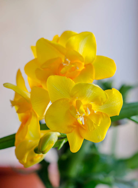 Keltainen freesia kukka, bokeh tausta, vihreät lehdet lähikuva
 - Valokuva, kuva
