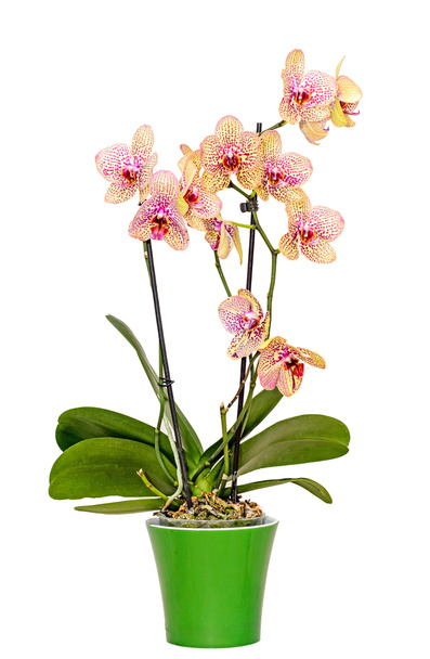 Giallo con i fiori ravvicinati rossi del ramo di orchid delle macchie, isolati
 - Foto, immagini