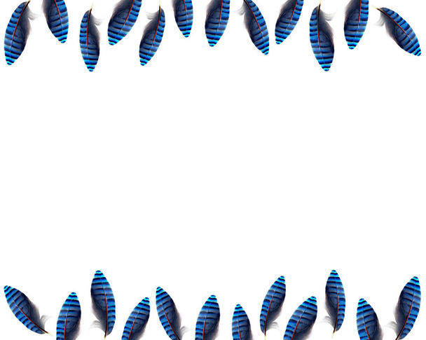 beyaz zemin üzerine mavi ve siyah jay Jay tüyler çerçeve, tüy - Fotoğraf, Görsel